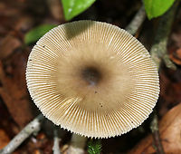 Mushroom - Amanita sinicolava or Amanita vaginata I think this is Amanita sinicolava, but it could also be Amanita vaginata.<br />
<br />
Cap: ~5 mm; plane with a central bump; olive-tan; strongly lined margin<br />
Gills: Whitish gray; barely attached; close<br />
Stem: White with flattened fibrils; slightly tapered at apex; no ring; veil remnants at base<br />
Habitat: Growing on the ground in a mixed hardwood forest<br />
https://www.jungledragon.com/image/87495/mushroom_-_amanita_sinicolava_or_amanita_vaginata.html<br />
https://www.jungledragon.com/image/87493/mushroom_-_amanita_sinicolava_or_amanita_vaginata.html<br />
https://www.jungledragon.com/image/87492/mushroom_-_amanita_sinicolava_or_amanita_vaginata.html<br />
https://www.jungledragon.com/image/87491/mushroom_-_amanita_sinicolava_or_amanita_vaginata.html Geotagged,Summer,United States