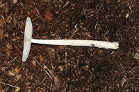 Mushroom - Amanita sinicolava or Amanita vaginata I think this is Amanita sinicolava, but it could also be Amanita vaginata.<br />
<br />
Cap: ~5 mm; plane with a central bump; olive-tan; strongly lined margin<br />
Gills: Whitish gray; barely attached; close<br />
Stem: White with flattened fibrils; slightly tapered at apex; no ring; veil remnants at base<br />
Habitat: Growing on the ground in a mixed hardwood forest<br />
https://www.jungledragon.com/image/87494/mushroom_-_amanita_sinicolava_or_amanita_vaginata.html<br />
https://www.jungledragon.com/image/87493/mushroom_-_amanita_sinicolava_or_amanita_vaginata.html<br />
https://www.jungledragon.com/image/87492/mushroom_-_amanita_sinicolava_or_amanita_vaginata.html<br />
https://www.jungledragon.com/image/87491/mushroom_-_amanita_sinicolava_or_amanita_vaginata.html Geotagged,Summer,United States,amanita,mushroom