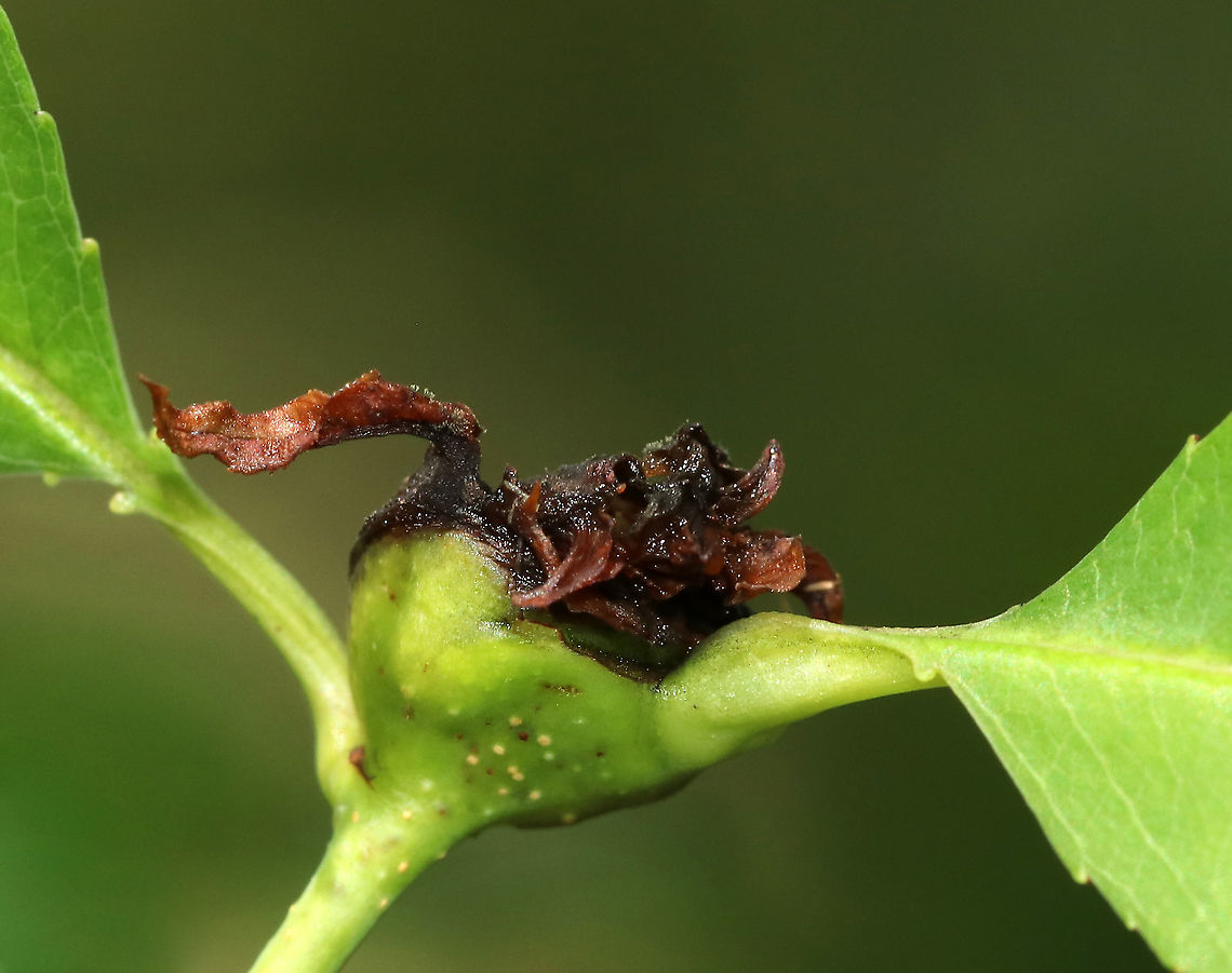 Unknown Gall I *think* this is a gall. Maybe caused by a mite. I'm getting nowhere with finding an ID though.<br />
<figure class="photo"><a href="https://www.jungledragon.com/image/87497/unknown_gall.html" title="Unknown Gall"><img src="https://s3.amazonaws.com/media.jungledragon.com/images/3232/87497_thumb.jpg?AWSAccessKeyId=05GMT0V3GWVNE7GGM1R2&Expires=1763596810&Signature=7bVcTBsgyHj2wVcRzxVBazcVGg0%3D" width="200" height="162" alt="Unknown Gall I *think* this is a gall. Maybe caused by a mite. I'm getting nowhere with finding an ID though.<br />
https://www.jungledragon.com/image/87498/unknown_gall.html<br />
https://www.jungledragon.com/image/87496/unknown_gall.html<br />
<br />
Host: Unknown plant (see photo below):<br />
https://www.jungledragon.com/image/87499/host.html Geotagged,Summer,United States,gall" /></a></figure><br />
<figure class="photo"><a href="https://www.jungledragon.com/image/87498/unknown_gall.html" title="Unknown Gall"><img src="https://s3.amazonaws.com/media.jungledragon.com/images/3232/87498_thumb.jpg?AWSAccessKeyId=05GMT0V3GWVNE7GGM1R2&Expires=1763596810&Signature=Pk35lQG8wYX74A%2B54csOqauCYnI%3D" width="200" height="178" alt="Unknown Gall I *think* this is a gall. Maybe caused by a mite (because there is a mite on the upper right part of the gall). I'm getting nowhere with finding an ID though.<br />
<br />
https://www.jungledragon.com/image/87497/unknown_gall.html<br />
https://www.jungledragon.com/image/87496/unknown_gall.html<br />
<br />
Host: Unknown plant (see photo below)<br />
https://www.jungledragon.com/image/87499/host.html<br />
 Geotagged,Summer,United States,gall" /></a></figure><br />
<br />
Host: Unknown plant (see photo below):<br />
<figure class="photo"><a href="https://www.jungledragon.com/image/87499/host_plant_for_unknown_gall.html" title="Host Plant for Unknown Gall"><img src="https://s3.amazonaws.com/media.jungledragon.com/images/3232/87499_thumb.JPG?AWSAccessKeyId=05GMT0V3GWVNE7GGM1R2&Expires=1763596810&Signature=hdSRWFj56zgS6e8z9zstLCbrcmY%3D" width="200" height="134" alt="Host Plant for Unknown Gall Gall:<br />
https://www.jungledragon.com/image/87497/unknown_gall.html<br />
https://www.jungledragon.com/image/87498/unknown_gall.html<br />
https://www.jungledragon.com/image/87496/unknown_gall.html Geotagged,Summer,United States,gall" /></a></figure><br />
 Geotagged,Summer,United States,gall