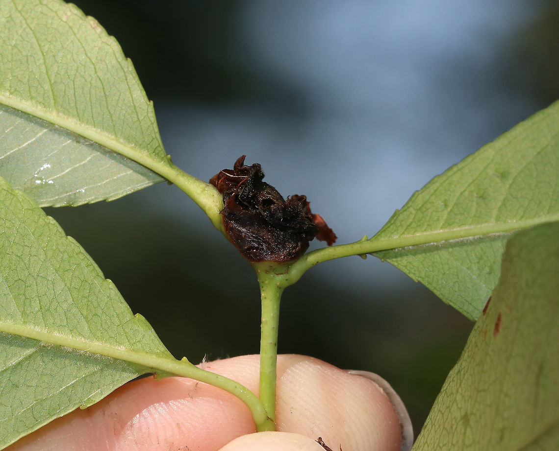 Unknown Gall I *think* this is a gall. Maybe caused by a mite. I&#039;m getting nowhere with finding an ID though.<br />
<figure class="photo"><a href="https://www.jungledragon.com/image/87498/unknown_gall.html" title="Unknown Gall"><img src="https://s3.amazonaws.com/media.jungledragon.com/images/3232/87498_thumb.jpg?AWSAccessKeyId=05GMT0V3GWVNE7GGM1R2&Expires=1759968010&Signature=J1ujrE09TgiaoofOdNlc%2FhfSfvA%3D" width="200" height="178" alt="Unknown Gall I *think* this is a gall. Maybe caused by a mite (because there is a mite on the upper right part of the gall). I&#039;m getting nowhere with finding an ID though.<br />
<br />
https://www.jungledragon.com/image/87497/unknown_gall.html<br />
https://www.jungledragon.com/image/87496/unknown_gall.html<br />
<br />
Host: Unknown plant (see photo below)<br />
https://www.jungledragon.com/image/87499/host.html<br />
 Geotagged,Summer,United States,gall" /></a></figure><br />
<figure class="photo"><a href="https://www.jungledragon.com/image/87496/unknown_gall.html" title="Unknown Gall"><img src="https://s3.amazonaws.com/media.jungledragon.com/images/3232/87496_thumb.jpg?AWSAccessKeyId=05GMT0V3GWVNE7GGM1R2&Expires=1759968010&Signature=2fUfAicfLQpDXBew6LI8CkyB2r0%3D" width="200" height="160" alt="Unknown Gall I *think* this is a gall. Maybe caused by a mite. I&#039;m getting nowhere with finding an ID though.<br />
https://www.jungledragon.com/image/87497/unknown_gall.html<br />
https://www.jungledragon.com/image/87498/unknown_gall.html<br />
<br />
Host: Unknown plant (see photo below):<br />
https://www.jungledragon.com/image/87499/host.html<br />
 Geotagged,Summer,United States,gall" /></a></figure><br />
<br />
Host: Unknown plant (see photo below):<br />
<figure class="photo"><a href="https://www.jungledragon.com/image/87499/host_plant_for_unknown_gall.html" title="Host Plant for Unknown Gall"><img src="https://s3.amazonaws.com/media.jungledragon.com/images/3232/87499_thumb.JPG?AWSAccessKeyId=05GMT0V3GWVNE7GGM1R2&Expires=1759968010&Signature=MiawOG4ZN5gZ%2FvwRR%2BnujZ3o6rk%3D" width="200" height="134" alt="Host Plant for Unknown Gall Gall:<br />
https://www.jungledragon.com/image/87497/unknown_gall.html<br />
https://www.jungledragon.com/image/87498/unknown_gall.html<br />
https://www.jungledragon.com/image/87496/unknown_gall.html Geotagged,Summer,United States,gall" /></a></figure> Geotagged,Summer,United States,gall