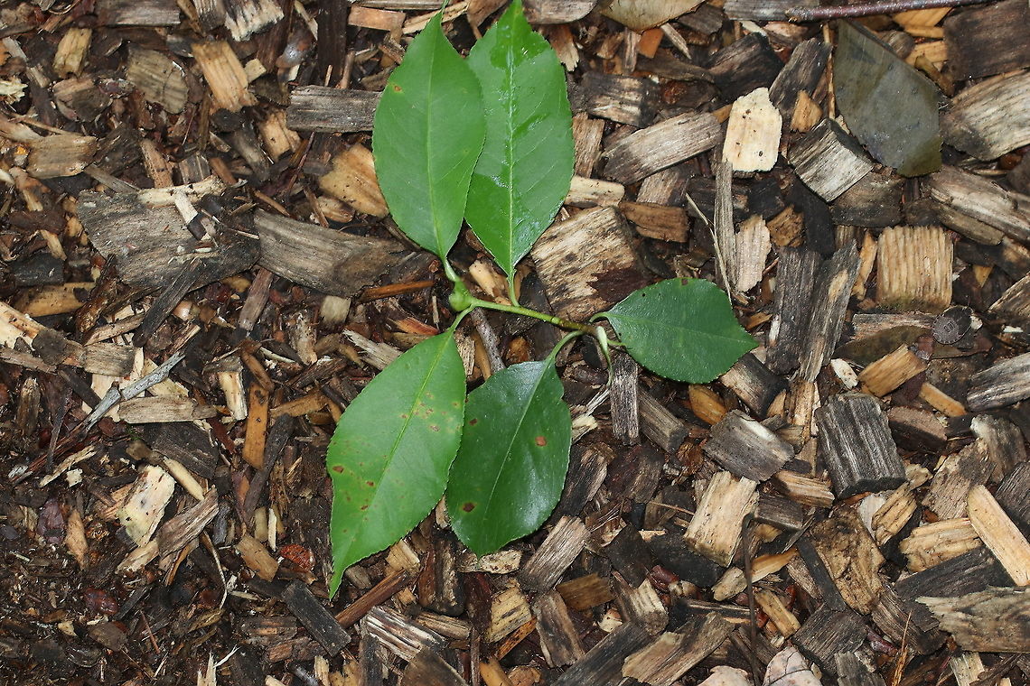 Host Plant for Unknown Gall Gall:<br />
<figure class="photo"><a href="https://www.jungledragon.com/image/87497/unknown_gall.html" title="Unknown Gall"><img src="https://s3.amazonaws.com/media.jungledragon.com/images/3232/87497_thumb.jpg?AWSAccessKeyId=05GMT0V3GWVNE7GGM1R2&Expires=1759968010&Signature=NKQv6Q9hA15s9Zp0Yb5b2eeb2hI%3D" width="200" height="162" alt="Unknown Gall I *think* this is a gall. Maybe caused by a mite. I&#039;m getting nowhere with finding an ID though.<br />
https://www.jungledragon.com/image/87498/unknown_gall.html<br />
https://www.jungledragon.com/image/87496/unknown_gall.html<br />
<br />
Host: Unknown plant (see photo below):<br />
https://www.jungledragon.com/image/87499/host.html Geotagged,Summer,United States,gall" /></a></figure><br />
<figure class="photo"><a href="https://www.jungledragon.com/image/87498/unknown_gall.html" title="Unknown Gall"><img src="https://s3.amazonaws.com/media.jungledragon.com/images/3232/87498_thumb.jpg?AWSAccessKeyId=05GMT0V3GWVNE7GGM1R2&Expires=1759968010&Signature=J1ujrE09TgiaoofOdNlc%2FhfSfvA%3D" width="200" height="178" alt="Unknown Gall I *think* this is a gall. Maybe caused by a mite (because there is a mite on the upper right part of the gall). I&#039;m getting nowhere with finding an ID though.<br />
<br />
https://www.jungledragon.com/image/87497/unknown_gall.html<br />
https://www.jungledragon.com/image/87496/unknown_gall.html<br />
<br />
Host: Unknown plant (see photo below)<br />
https://www.jungledragon.com/image/87499/host.html<br />
 Geotagged,Summer,United States,gall" /></a></figure><br />
<figure class="photo"><a href="https://www.jungledragon.com/image/87496/unknown_gall.html" title="Unknown Gall"><img src="https://s3.amazonaws.com/media.jungledragon.com/images/3232/87496_thumb.jpg?AWSAccessKeyId=05GMT0V3GWVNE7GGM1R2&Expires=1759968010&Signature=2fUfAicfLQpDXBew6LI8CkyB2r0%3D" width="200" height="160" alt="Unknown Gall I *think* this is a gall. Maybe caused by a mite. I&#039;m getting nowhere with finding an ID though.<br />
https://www.jungledragon.com/image/87497/unknown_gall.html<br />
https://www.jungledragon.com/image/87498/unknown_gall.html<br />
<br />
Host: Unknown plant (see photo below):<br />
https://www.jungledragon.com/image/87499/host.html<br />
 Geotagged,Summer,United States,gall" /></a></figure> Geotagged,Summer,United States,gall
