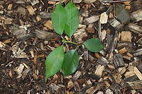 Host Plant for Unknown Gall Gall:<br />
https://www.jungledragon.com/image/87497/unknown_gall.html<br />
https://www.jungledragon.com/image/87498/unknown_gall.html<br />
https://www.jungledragon.com/image/87496/unknown_gall.html Geotagged,Summer,United States,gall