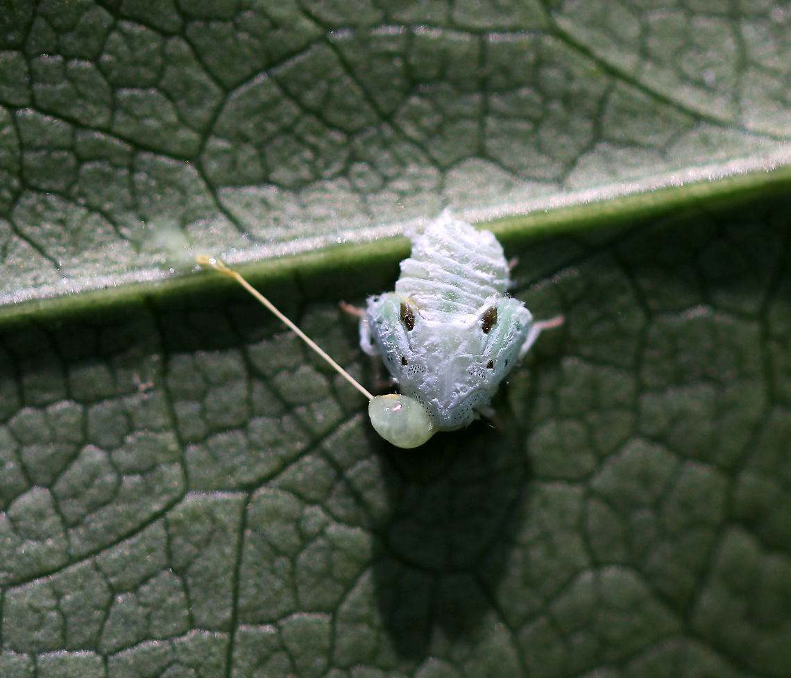 Citrus Flatid Planthopper - Metcalfa pruinosa This planthopper nymph had a big blob on its head. I don&#039;t know if it was parasitized, if it is was goo/guts, or what?!<br />
<br />
Habitat: Spotted on vegetation on the edge of a trail<br />
<figure class="photo"><a href="https://www.jungledragon.com/image/82898/citrus_flatid_planthopper_-_metcalfa_pruinosa.html" title="Citrus Flatid Planthopper - Metcalfa pruinosa"><img src="https://s3.amazonaws.com/media.jungledragon.com/images/3232/82898_thumb.jpg?AWSAccessKeyId=05GMT0V3GWVNE7GGM1R2&Expires=1767225610&Signature=hHKiVZWVe4JJOzymhA%2BYrPb0rQE%3D" width="200" height="156" alt="Citrus Flatid Planthopper - Metcalfa pruinosa This tiny planthopper nymph had a big blob on its head. I don&#039;t know if it was parasitized, it is was goo/guts, or what. <br />
<br />
Habitat: Spotted on vegetation on the edge of a trail<br />
https://www.jungledragon.com/image/87504/citrus_flatid_planthopper_-_metcalfa_pruinosa.html Citrus Flatid Planthopper,Geotagged,Metcalfa,Metcalfa pruinosa,Summer,United States,nymph,planthopper nymph" /></a></figure> Citrus flatid planthopper,Geotagged,Metcalfa pruinosa,Summer,United States