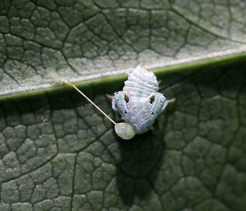 Citrus Flatid Planthopper - Metcalfa pruinosa This planthopper nymph had a big blob on its head. I don't know if it was parasitized, if it is was goo/guts, or what?!

Habitat: Spotted on vegetation on the edge of a trail
https://www.jungledragon.com/image/82898/citrus_flatid_planthopper_-_metcalfa_pruinosa.html Citrus flatid planthopper,Geotagged,Metcalfa pruinosa,Summer,United States
