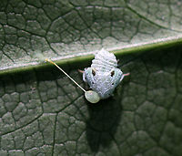 Citrus Flatid Planthopper - Metcalfa pruinosa This planthopper nymph had a big blob on its head. I don't know if it was parasitized, if it is was goo/guts, or what?!<br />
<br />
Habitat: Spotted on vegetation on the edge of a trail<br />
https://www.jungledragon.com/image/82898/citrus_flatid_planthopper_-_metcalfa_pruinosa.html Citrus flatid planthopper,Geotagged,Metcalfa pruinosa,Summer,United States