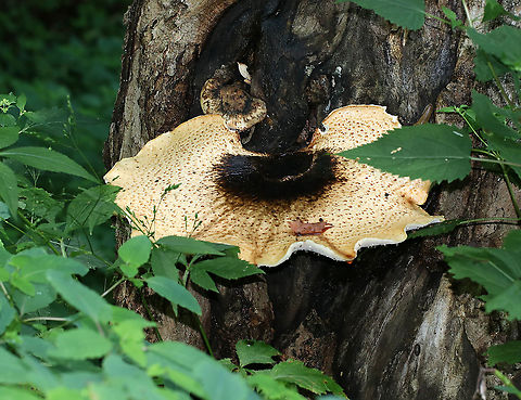 Dryad's Saddle - Cerioporus squamosus This mushroom is often sadly overlooked and maligned as an edible with little value. But, if foraged when young, it can be prepared in many different ways - including saut&eacute;, incorporation into stocks, and being made into chips. Not to mention that they can be made into a kind of thick, stiff paper.

This species is easily recognized by its large size: the one in this photo was at least 30 cm wide! They were fan-shaped, pale tan, and had large, flattened, brown scales that were somewhat radially arranged.

Habitat: Tree (haha!) in a deciduous forest; it grows in this same tree every year for the past 7 years
https://www.jungledragon.com/image/87509/dryads_saddle_-_cerioporus_squamosus.html
https://www.jungledragon.com/image/87508/dryads_saddle_-_cerioporus_squamosus.html Dryad's Saddle,Geotagged,Polyporus squamosus,Summer,United States,polypore