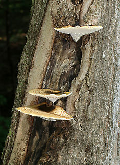 Dryad's Saddle - Cerioporus squamosus This mushroom is often sadly overlooked and maligned as an edible with little value. But, if foraged when young, it can be prepared in many different ways - including sauté, incorporation into stocks, and being made into chips. Not to mention that they can be made into a kind of thick, stiff paper.

This species is easily recognized by its large size: the largest one on this tree was at least 30 cm wide! They were fan-shaped, pale tan, and had large, flattened, brown scales that were somewhat radially arranged.

Habitat: Tree (haha!) in a deciduous forest; it grows in this same tree every year for the past 7 years
https://www.jungledragon.com/image/87505/dryads_saddle_-_cerioporus_squamosus.html
https://www.jungledragon.com/image/87509/dryads_saddle_-_cerioporus_squamosus.html Dryad's Saddle,Geotagged,Polyporus squamosus,Summer,United States