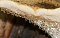 Dryad's Saddle - Cerioporus squamosus This mushroom is often sadly overlooked and maligned as an edible with little value. But, if foraged when young, it can be prepared in many different ways - including sauté, incorporation into stocks, and being made into chips. Not to mention that they can be made into a kind of thick, stiff paper.<br />
<br />
This species is easily recognized by its large size: the largest one on this tree was at least 30 cm wide! They were fan-shaped, pale tan, and had large, flattened, brown scales that were somewhat radially arranged.<br />
<br />
Habitat: Tree (haha!) in a deciduous forest; it grows in this same tree every year for the past 7 years<br />
https://www.jungledragon.com/image/87505/dryads_saddle_-_cerioporus_squamosus.html<br />
https://www.jungledragon.com/image/87508/dryads_saddle_-_cerioporus_squamosus.html Dryad's Saddle,Geotagged,Polyporus squamosus,Summer,United States