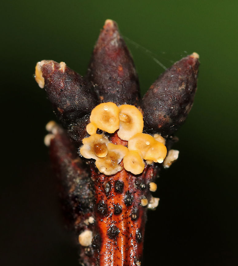 Fungus on Tree Buds These tiny, orange mushrooms were growing on buds<br />
<br />
Habitat: Mixed forest with mostly hardwood Geotagged,Summer,United States,fungus,mushrooms