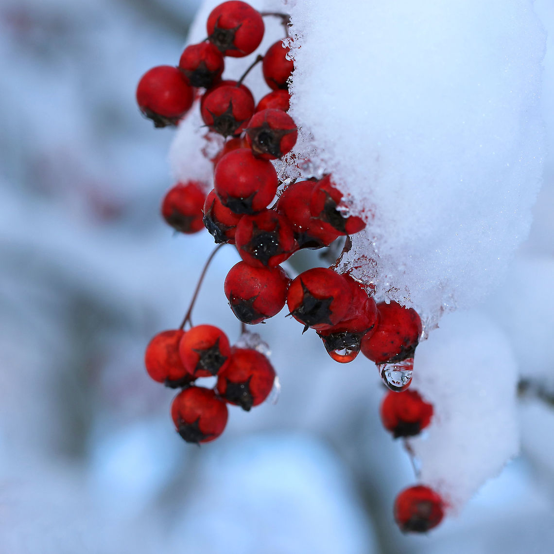 Hawthorn - Crataegus sp.? I think these are hawthorn berries, but am not sure as all the leaves were off the tree. I'll try to go back and get better shots, including the bark.<br />
<br />
Habitat: Suburban neighborhood Fall,Geotagged,United States,berries,red,red berries