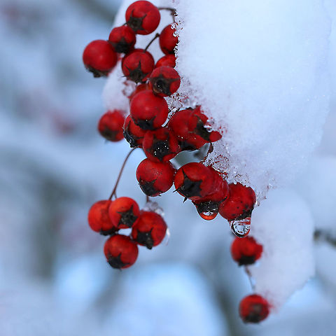 Hawthorn - Crataegus sp.? I think these are hawthorn berries, but am not sure as all the leaves were off the tree. I'll try to go back and get better shots, including the bark.

Habitat: Suburban neighborhood Fall,Geotagged,United States,berries,red,red berries