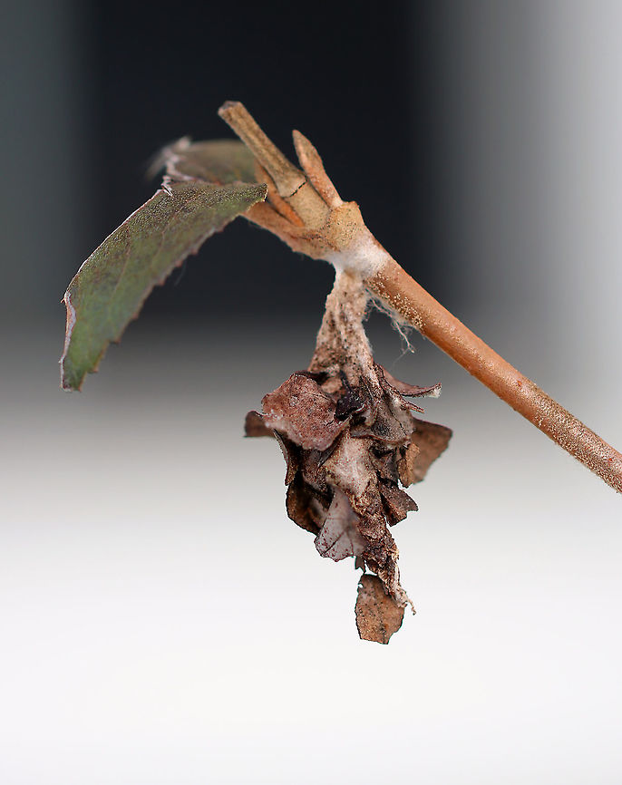 Evergreen Bagworm Case - Thyridopteryx ephemeraeformis This case had a slightly different design from the ones I usually see. <br />
<br />
Habitat: Dangling from a branch in a suburban area. It didn&#039;t seem like it was in a very protected spot, but hopefully the inhabitant(s) will survive the winter! Evergreen bagworm,Fall,Geotagged,Thyridopteryx ephemeraeformis,United States,bagworm,case