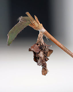 Evergreen Bagworm Case - Thyridopteryx ephemeraeformis This case had a slightly different design from the ones I usually see. 

Habitat: Dangling from a branch in a suburban area. It didn't seem like it was in a very protected spot, but hopefully the inhabitant(s) will survive the winter! Evergreen bagworm,Fall,Geotagged,Thyridopteryx ephemeraeformis,United States,bagworm,case