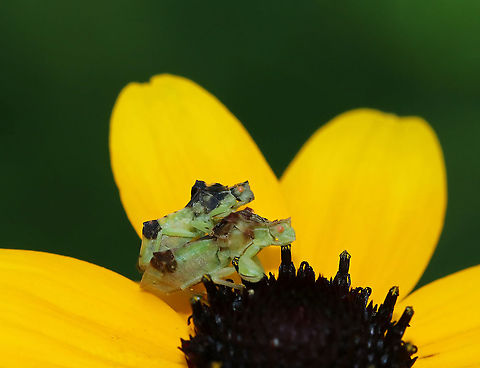 Jagged Ambush Bugs (Coupling) - Phymata fasciata Habitat: Rural garden Geotagged,Phymata,Phymata Fasciata,Phymata fasciata,Summer,United States,ambush bug,bug