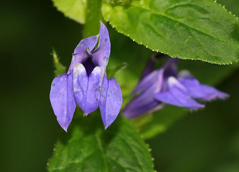 Great Blue Lobelia - Lobelia siphilitica Habitat: Wet, mixed forest
https://www.jungledragon.com/image/87671/great_blue_lobelia_-_lobelia_siphilitica.html Geotagged,Great Blue Lobelia,Lobelia siphilitica,Summer,United States,lobelia