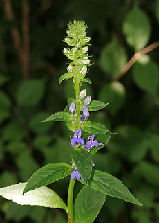 Great Blue Lobelia - Lobelia siphilitica Habitat: Wet, mixed forest
https://www.jungledragon.com/image/87670/great_blue_lobelia_-_lobelia_siphilitica.html Geotagged,Great Blue Lobelia,Lobelia siphilitica,Summer,United States