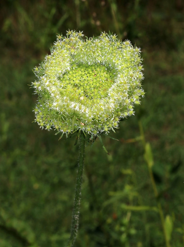 Wild Carrot - Daucus carota This was so pretty, but sadly the photo is blurry!  Grrr.<br />
<br />
This photo shows the seeds. When they develop, the umbel curls up and becomes concave. <br />
<br />
Habitat: Pondside Daucus,Daucus carota,Geotagged,Queen Anne's lace,Summer,United States,Wild carrot,bird's nest,bishop's lace