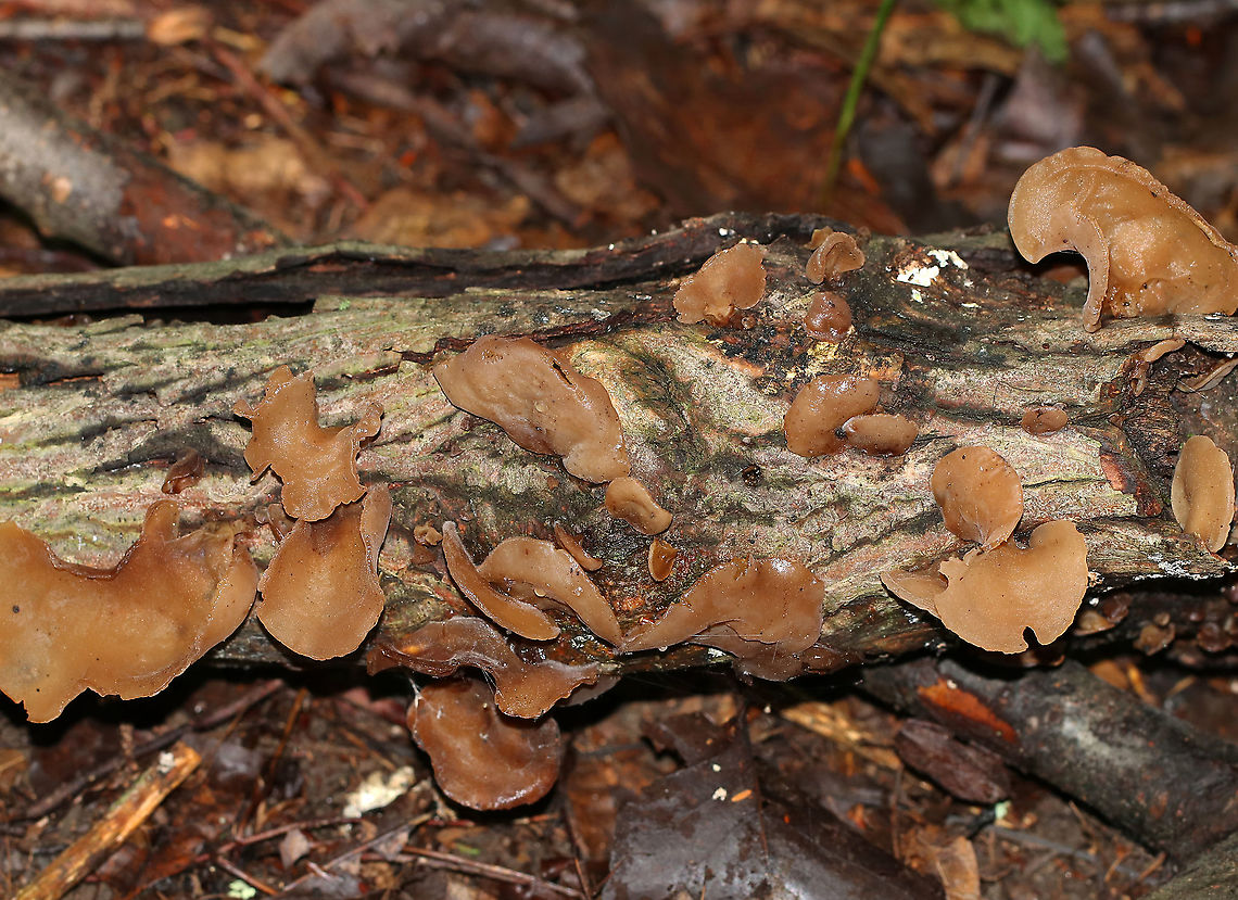 Wood Ear - Auricularia angiospermarum Wavy, brown, ear-shaped fruiting bodies<br />
<br />
Until recently, the North American species of Wood Ear was considered to be Auricularia auricula-judae. However, research has shown that Auricularia auricula-judae is not endemic to North America.<br />
<br />
Habitat: Growing on rotting wood<br />
<figure class="photo"><a href="https://www.jungledragon.com/image/87675/wood_ear_-_auricularia_angiospermarum.html" title="Wood Ear - Auricularia angiospermarum"><img src="https://s3.amazonaws.com/media.jungledragon.com/images/3232/87675_thumb.jpg?AWSAccessKeyId=05GMT0V3GWVNE7GGM1R2&Expires=1767225610&Signature=IRRTfsqWsYsCwPwvMjq%2FJtx50pY%3D" width="200" height="160" alt="Wood Ear - Auricularia angiospermarum Check out the insect wing and leg peeking over the top of the fruiting body! Sadly, I didn&#039;t notice it while in the woods. I wonder who is hiding back there?!<br />
<br />
Until recently, the North American species of Wood Ear was considered to be Auricularia auricula-judae. However, research has shown that Auricularia auricula-judae is not endemic to North America.<br />
<br />
Habitat: Growing on rotting wood<br />
https://www.jungledragon.com/image/87674/wood_ear_-_auricularia_angiospermarum.html Auricularia angiospermarum,Geotagged,Summer,United States" /></a></figure> Auricularia,Auricularia angiospermarum,Geotagged,Summer,United States,wood ear