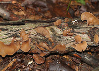Wood Ear - Auricularia angiospermarum Wavy, brown, ear-shaped fruiting bodies<br />
<br />
Until recently, the North American species of Wood Ear was considered to be Auricularia auricula-judae. However, research has shown that Auricularia auricula-judae is not endemic to North America.<br />
<br />
Habitat: Growing on rotting wood<br />
https://www.jungledragon.com/image/87675/wood_ear_-_auricularia_angiospermarum.html Auricularia,Auricularia angiospermarum,Geotagged,Summer,United States,wood ear