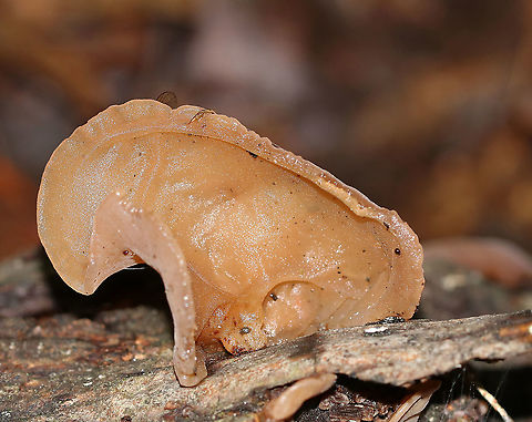 Wood Ear - Auricularia angiospermarum Check out the insect wing and leg peeking over the top of the fruiting body! Sadly, I didn't notice it while in the woods. I wonder who is hiding back there?!

Until recently, the North American species of Wood Ear was considered to be Auricularia auricula-judae. However, research has shown that Auricularia auricula-judae is not endemic to North America.

Habitat: Growing on rotting wood
https://www.jungledragon.com/image/87674/wood_ear_-_auricularia_angiospermarum.html Auricularia angiospermarum,Geotagged,Summer,United States