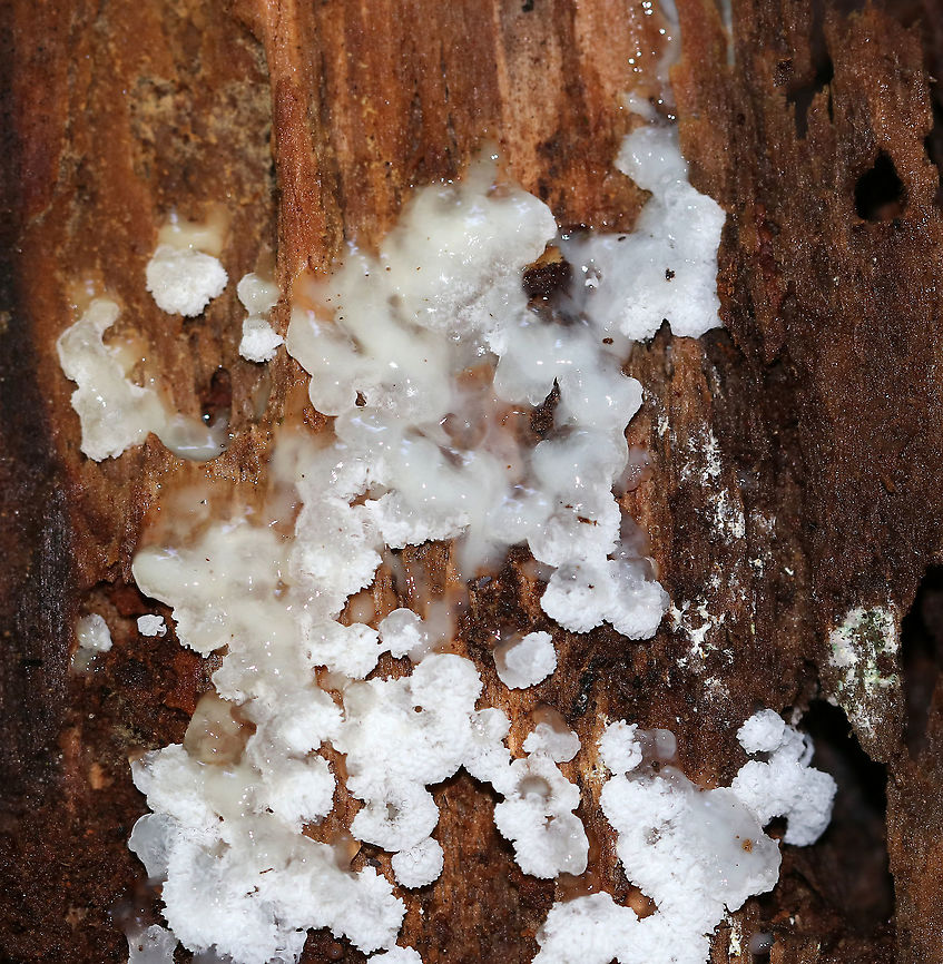 Coral Slime - Ceratiomyxa porioides Tiny (~1 mm), white coral slime. I've never seen it so gooey before, so I'm going to have to get the ID confirmed.<br />
<br />
Habitat: Growing in small clusters on rotting wood in a wet, mixed forest.<br />
<br />
*Note: This may not be a distinct species. Mushroom Observer has it listed as Ceratiomyxa fruticulosa var. porioides Ceratiomyxa fruticulosa var. porioides,Ceratiomyxa porioides,Geotagged,Summer,United States,coral slime,slime,slime mold