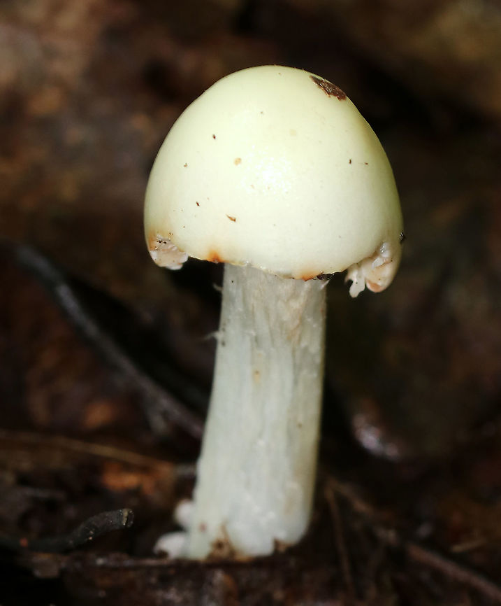 Mushroom - Amanita sp. (Possibly Amanita sect. Lepidella) I&#039;m still trying to determine the species on this mushroom. I think it could be either Amanita bisporigera or Amanita aestivalis, but possibly neither.<br />
<br />
Cap: ~30-35 mm tall; bald; sticky; smooth margin; white/pale yellowish(?), but with some orange discoloration<br />
Stem: Equal; white; bulbous base; white annulus near top of stem; shaggy/fibrillose; no volva?<br />
Gills: White; crowded; short gills present; partial veil covering gills<br />
Habitat: Growing on the ground under oak Amanita,Geotagged,Summer,United States,fungus,mushroom,white mushroom