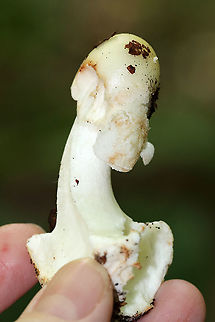 Mushroom - Amanita sp. I'm still trying to determine the species on this mushroom. I think it could be either Amanita bisporigera or Amanita aestivalis, but possibly neither.

Cap: ~30-35 mm tall; bald; sticky; smooth margin; white/pale yellowish(?), but with some orange discoloration
Stem: Equal; white; bulbous base; white annulus near top of stem; shaggy/fibrillose; no volva?
Gills: White; crowded; short gills present; partial veil covering gills
Habitat: Growing on the ground under oak Geotagged,Summer,United States,amanita,mushroom