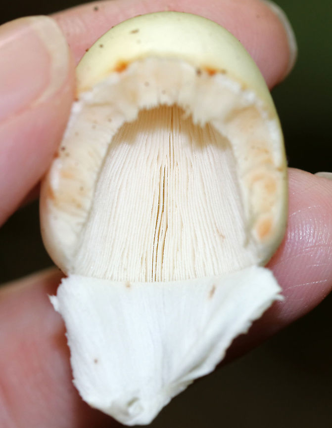 Mushroom - Amanita sp. I'm still trying to determine the species on this mushroom. I think it could be either Amanita bisporigera or Amanita aestivalis, but possibly neither.<br />
<br />
Cap: ~30-35 mm tall; bald; sticky; smooth margin; white/pale yellowish(?), but with some orange discoloration<br />
Stem: Equal; white; bulbous base; white annulus near top of stem; shaggy/fibrillose; no volva?<br />
Gills: White; crowded; short gills present; partial veil covering gills<br />
Habitat: Growing on the ground under oak Geotagged,Summer,United States,amanita,mushroom