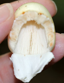Mushroom - Amanita sp. I'm still trying to determine the species on this mushroom. I think it could be either Amanita bisporigera or Amanita aestivalis, but possibly neither.

Cap: ~30-35 mm tall; bald; sticky; smooth margin; white/pale yellowish(?), but with some orange discoloration
Stem: Equal; white; bulbous base; white annulus near top of stem; shaggy/fibrillose; no volva?
Gills: White; crowded; short gills present; partial veil covering gills
Habitat: Growing on the ground under oak Geotagged,Summer,United States,amanita,mushroom