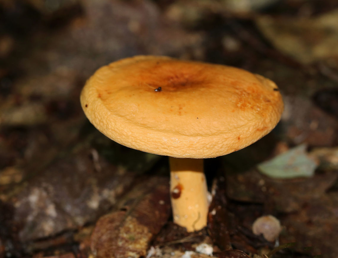 Weeping Milkcap - Lactifluus volemus Cap: Nearly plane with sunken center and inrolled margin; orange with some brownish coloration; margin was wrinkled<br />
Gills: White/cream; close; forked and short gills present; attached<br />
Stem: Orange with white base; equal; dry<br />
Latex: White and abundant<br />
Odor: Nasty<br />
Habitat: Growing on the ground under oak in a hardwood forest<br />
<figure class="photo"><a href="https://www.jungledragon.com/image/87699/weeping_milkcap_-_lactifluus_volemus.html" title="Weeping Milkcap - Lactifluus volemus"><img src="https://s3.amazonaws.com/media.jungledragon.com/images/3232/87699_thumb.jpg?AWSAccessKeyId=05GMT0V3GWVNE7GGM1R2&Expires=1759968010&Signature=GXcVwJtw8F1qJxv8N5a99FoxxCw%3D" width="200" height="160" alt="Weeping Milkcap - Lactifluus volemus Cap: Nearly plane with sunken center and inrolled margin; orange with some brownish coloration; margin was wrinkled<br />
Gills: White/cream; close; forked and short gills present; attached<br />
Stem: Orange with white base; equal; dry<br />
Latex: White and abundant<br />
Odor: Nasty<br />
Habitat: Growing on the ground under oak in a hardwood forest<br />
https://www.jungledragon.com/image/87692/weeping_milkcap_-_lactifluus_volemus.html<br />
https://www.jungledragon.com/image/87697/weeping_milkcap_-_lactifluus_volemus.html<br />
https://www.jungledragon.com/image/87695/weeping_milkcap_-_lactifluus_volemus.html Geotagged,Lactifluus volemus,Summer,United States,Weeping milk cap" /></a></figure><br />
<figure class="photo"><a href="https://www.jungledragon.com/image/87697/weeping_milkcap_-_lactifluus_volemus.html" title="Weeping Milkcap - Lactifluus volemus"><img src="https://s3.amazonaws.com/media.jungledragon.com/images/3232/87697_thumb.jpg?AWSAccessKeyId=05GMT0V3GWVNE7GGM1R2&Expires=1759968010&Signature=OGYEqN9AyYeHVvdA8etxWS%2FxJ1E%3D" width="200" height="180" alt="Weeping Milkcap - Lactifluus volemus Cap: Nearly plane with sunken center and inrolled margin; orange with some brownish coloration; margin was wrinkled<br />
Gills: White/cream; close; forked and short gills present; attached<br />
Stem: Orange with white base; equal; dry<br />
Latex: White and abundant<br />
Odor: Nasty<br />
Habitat: Growing on the ground under oak in a hardwood forest<br />
https://www.jungledragon.com/image/87692/weeping_milkcap_-_lactifluus_volemus.html<br />
https://www.jungledragon.com/image/87699/weeping_milkcap_-_lactifluus_volemus.html<br />
https://www.jungledragon.com/image/87695/weeping_milkcap_-_lactifluus_volemus.html Geotagged,Lactifluus volemus,Summer,United States,Weeping milk cap" /></a></figure><br />
<figure class="photo"><a href="https://www.jungledragon.com/image/87695/weeping_milkcap_-_lactifluus_volemus.html" title="Weeping Milkcap - Lactifluus volemus"><img src="https://s3.amazonaws.com/media.jungledragon.com/images/3232/87695_thumb.jpg?AWSAccessKeyId=05GMT0V3GWVNE7GGM1R2&Expires=1759968010&Signature=LJrvSoRnwh6116G%2Fe0jBvGUCrC8%3D" width="200" height="154" alt="Weeping Milkcap - Lactifluus volemus Cap: Nearly plane with sunken center and inrolled margin; orange with some brownish coloration; margin was wrinkled<br />
Gills: White/cream; close; forked and short gills present; attached<br />
Stem: Orange with white base; equal; dry<br />
Latex: White and abundant<br />
Odor: Nasty<br />
Habitat: Growing on the ground under oak in a hardwood forest<br />
https://www.jungledragon.com/image/87697/weeping_milkcap_-_lactifluus_volemus.html<br />
https://www.jungledragon.com/image/87699/weeping_milkcap_-_lactifluus_volemus.html<br />
https://www.jungledragon.com/image/87692/weeping_milkcap_-_lactifluus_volemus.html Geotagged,Lactifluus volemus,Summer,United States,Weeping milk cap" /></a></figure> Geotagged,Lactifluus,Lactifluus volemus,Summer,United States,Weeping milk cap,milk cap,milkcap