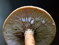 Weeping Milkcap - Lactifluus volemus Cap: Nearly plane with sunken center and inrolled margin; orange with some brownish coloration; margin was wrinkled<br />
Gills: White/cream; close; forked and short gills present; attached<br />
Stem: Orange with white base; equal; dry<br />
Latex: White and abundant<br />
Odor: Nasty<br />
Habitat: Growing on the ground under oak in a hardwood forest<br />
https://www.jungledragon.com/image/87697/weeping_milkcap_-_lactifluus_volemus.html<br />
https://www.jungledragon.com/image/87699/weeping_milkcap_-_lactifluus_volemus.html<br />
https://www.jungledragon.com/image/87692/weeping_milkcap_-_lactifluus_volemus.html Geotagged,Lactifluus volemus,Summer,United States,Weeping milk cap