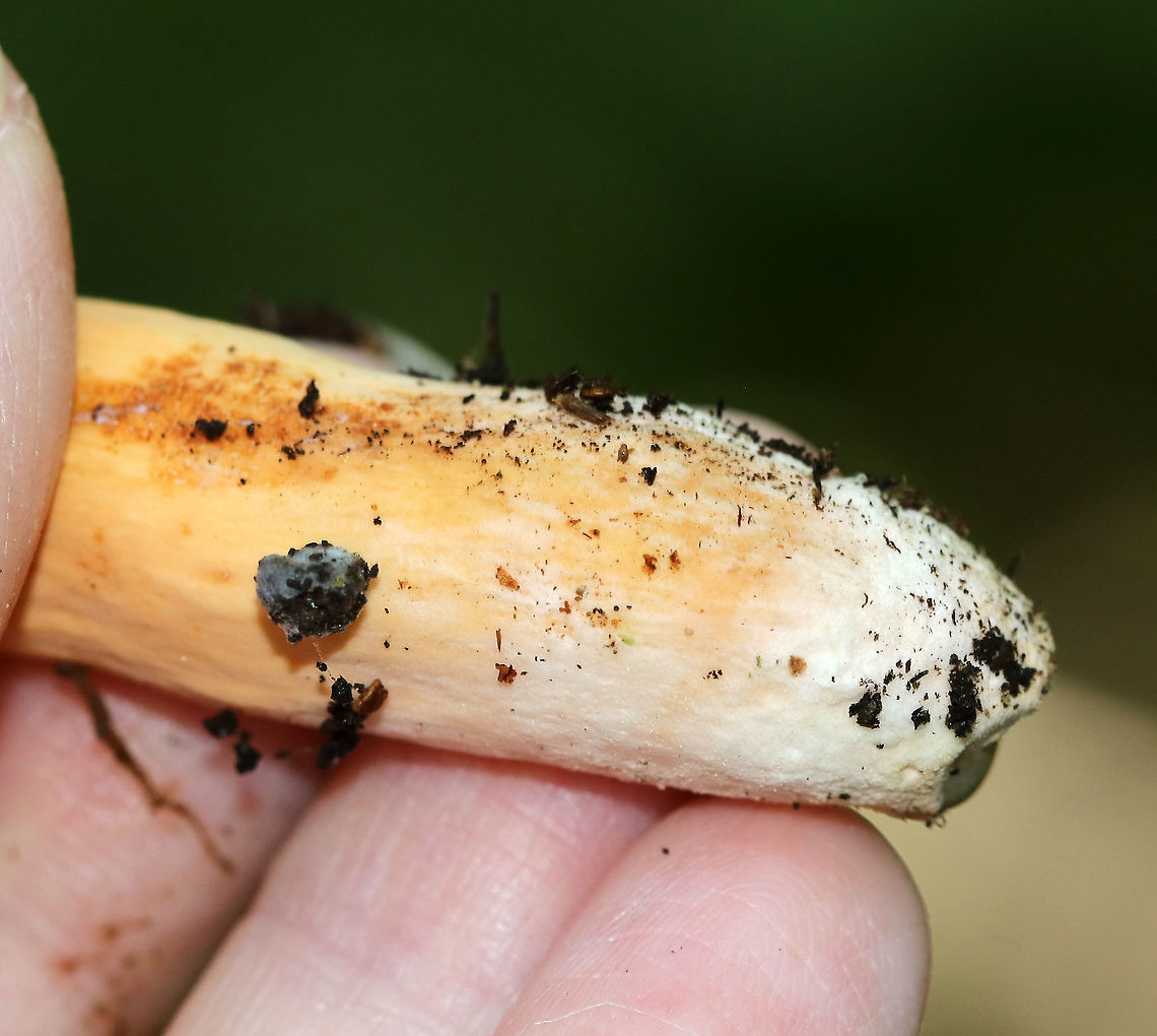 Weeping Milkcap - Lactifluus volemus Cap: Nearly plane with sunken center and inrolled margin; orange with some brownish coloration; margin was wrinkled<br />
Gills: White/cream; close; forked and short gills present; attached<br />
Stem: Orange with white base; equal; dry<br />
Latex: White and abundant<br />
Odor: Nasty<br />
Habitat: Growing on the ground under oak in a hardwood forest<br />
<figure class="photo"><a href="https://www.jungledragon.com/image/87692/weeping_milkcap_-_lactifluus_volemus.html" title="Weeping Milkcap - Lactifluus volemus"><img src="https://s3.amazonaws.com/media.jungledragon.com/images/3232/87692_thumb.jpg?AWSAccessKeyId=05GMT0V3GWVNE7GGM1R2&Expires=1759968010&Signature=4MXiYp2LGm5PBnfZRZvI8YRZ%2BII%3D" width="200" height="154" alt="Weeping Milkcap - Lactifluus volemus Cap: Nearly plane with sunken center and inrolled margin; orange with some brownish coloration; margin was wrinkled<br />
Gills: White/cream; close; forked and short gills present; attached<br />
Stem: Orange with white base; equal; dry<br />
Latex: White and abundant<br />
Odor: Nasty<br />
Habitat: Growing on the ground under oak in a hardwood forest<br />
https://www.jungledragon.com/image/87699/weeping_milkcap_-_lactifluus_volemus.html<br />
https://www.jungledragon.com/image/87697/weeping_milkcap_-_lactifluus_volemus.html<br />
https://www.jungledragon.com/image/87695/weeping_milkcap_-_lactifluus_volemus.html Geotagged,Lactifluus,Lactifluus volemus,Summer,United States,Weeping milk cap,milk cap,milkcap" /></a></figure><br />
<figure class="photo"><a href="https://www.jungledragon.com/image/87699/weeping_milkcap_-_lactifluus_volemus.html" title="Weeping Milkcap - Lactifluus volemus"><img src="https://s3.amazonaws.com/media.jungledragon.com/images/3232/87699_thumb.jpg?AWSAccessKeyId=05GMT0V3GWVNE7GGM1R2&Expires=1759968010&Signature=GXcVwJtw8F1qJxv8N5a99FoxxCw%3D" width="200" height="160" alt="Weeping Milkcap - Lactifluus volemus Cap: Nearly plane with sunken center and inrolled margin; orange with some brownish coloration; margin was wrinkled<br />
Gills: White/cream; close; forked and short gills present; attached<br />
Stem: Orange with white base; equal; dry<br />
Latex: White and abundant<br />
Odor: Nasty<br />
Habitat: Growing on the ground under oak in a hardwood forest<br />
https://www.jungledragon.com/image/87692/weeping_milkcap_-_lactifluus_volemus.html<br />
https://www.jungledragon.com/image/87697/weeping_milkcap_-_lactifluus_volemus.html<br />
https://www.jungledragon.com/image/87695/weeping_milkcap_-_lactifluus_volemus.html Geotagged,Lactifluus volemus,Summer,United States,Weeping milk cap" /></a></figure><br />
<figure class="photo"><a href="https://www.jungledragon.com/image/87695/weeping_milkcap_-_lactifluus_volemus.html" title="Weeping Milkcap - Lactifluus volemus"><img src="https://s3.amazonaws.com/media.jungledragon.com/images/3232/87695_thumb.jpg?AWSAccessKeyId=05GMT0V3GWVNE7GGM1R2&Expires=1759968010&Signature=LJrvSoRnwh6116G%2Fe0jBvGUCrC8%3D" width="200" height="154" alt="Weeping Milkcap - Lactifluus volemus Cap: Nearly plane with sunken center and inrolled margin; orange with some brownish coloration; margin was wrinkled<br />
Gills: White/cream; close; forked and short gills present; attached<br />
Stem: Orange with white base; equal; dry<br />
Latex: White and abundant<br />
Odor: Nasty<br />
Habitat: Growing on the ground under oak in a hardwood forest<br />
https://www.jungledragon.com/image/87697/weeping_milkcap_-_lactifluus_volemus.html<br />
https://www.jungledragon.com/image/87699/weeping_milkcap_-_lactifluus_volemus.html<br />
https://www.jungledragon.com/image/87692/weeping_milkcap_-_lactifluus_volemus.html Geotagged,Lactifluus volemus,Summer,United States,Weeping milk cap" /></a></figure> Geotagged,Lactifluus volemus,Summer,United States,Weeping milk cap