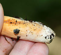 Weeping Milkcap - Lactifluus volemus Cap: Nearly plane with sunken center and inrolled margin; orange with some brownish coloration; margin was wrinkled<br />
Gills: White/cream; close; forked and short gills present; attached<br />
Stem: Orange with white base; equal; dry<br />
Latex: White and abundant<br />
Odor: Nasty<br />
Habitat: Growing on the ground under oak in a hardwood forest<br />
https://www.jungledragon.com/image/87692/weeping_milkcap_-_lactifluus_volemus.html<br />
https://www.jungledragon.com/image/87699/weeping_milkcap_-_lactifluus_volemus.html<br />
https://www.jungledragon.com/image/87695/weeping_milkcap_-_lactifluus_volemus.html Geotagged,Lactifluus volemus,Summer,United States,Weeping milk cap
