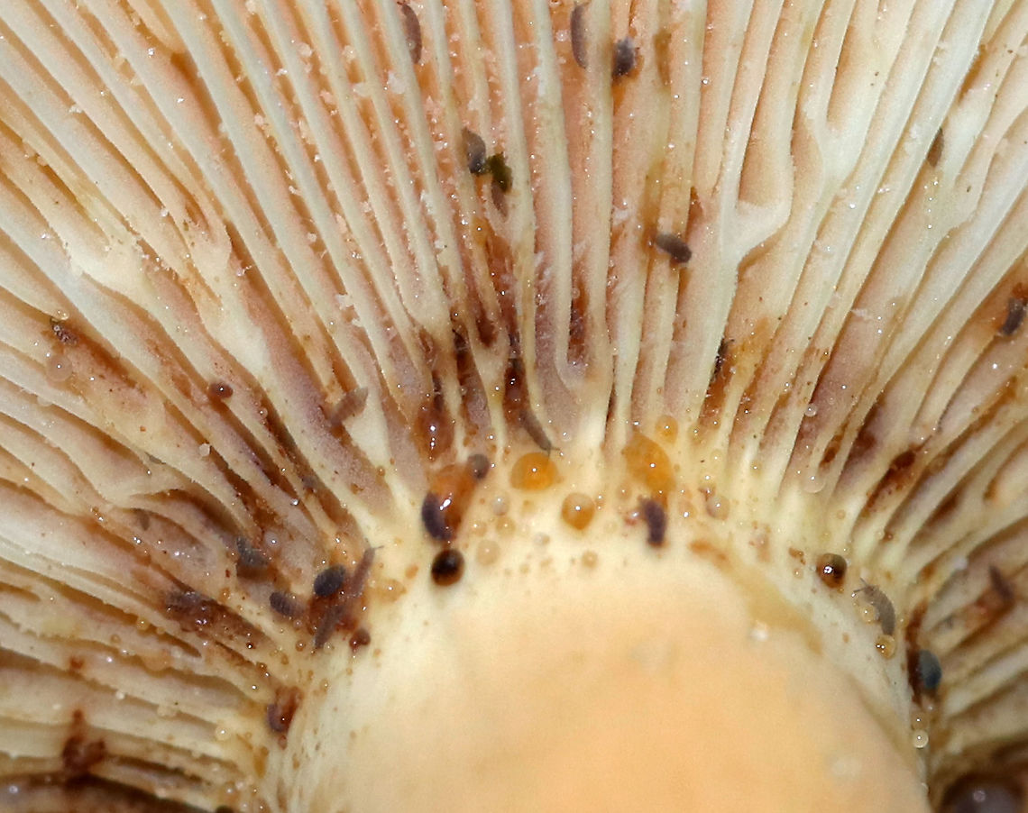 Weeping Milkcap - Lactifluus volemus Cap: Nearly plane with sunken center and inrolled margin; orange with some brownish coloration; margin was wrinkled<br />
Gills: White/cream; close; forked and short gills present; attached<br />
Stem: Orange with white base; equal; dry<br />
Latex: White and abundant<br />
Odor: Nasty<br />
Habitat: Growing on the ground under oak in a hardwood forest<br />
<figure class="photo"><a href="https://www.jungledragon.com/image/87692/weeping_milkcap_-_lactifluus_volemus.html" title="Weeping Milkcap - Lactifluus volemus"><img src="https://s3.amazonaws.com/media.jungledragon.com/images/3232/87692_thumb.jpg?AWSAccessKeyId=05GMT0V3GWVNE7GGM1R2&Expires=1759968010&Signature=4MXiYp2LGm5PBnfZRZvI8YRZ%2BII%3D" width="200" height="154" alt="Weeping Milkcap - Lactifluus volemus Cap: Nearly plane with sunken center and inrolled margin; orange with some brownish coloration; margin was wrinkled<br />
Gills: White/cream; close; forked and short gills present; attached<br />
Stem: Orange with white base; equal; dry<br />
Latex: White and abundant<br />
Odor: Nasty<br />
Habitat: Growing on the ground under oak in a hardwood forest<br />
https://www.jungledragon.com/image/87699/weeping_milkcap_-_lactifluus_volemus.html<br />
https://www.jungledragon.com/image/87697/weeping_milkcap_-_lactifluus_volemus.html<br />
https://www.jungledragon.com/image/87695/weeping_milkcap_-_lactifluus_volemus.html Geotagged,Lactifluus,Lactifluus volemus,Summer,United States,Weeping milk cap,milk cap,milkcap" /></a></figure><br />
<figure class="photo"><a href="https://www.jungledragon.com/image/87697/weeping_milkcap_-_lactifluus_volemus.html" title="Weeping Milkcap - Lactifluus volemus"><img src="https://s3.amazonaws.com/media.jungledragon.com/images/3232/87697_thumb.jpg?AWSAccessKeyId=05GMT0V3GWVNE7GGM1R2&Expires=1759968010&Signature=OGYEqN9AyYeHVvdA8etxWS%2FxJ1E%3D" width="200" height="180" alt="Weeping Milkcap - Lactifluus volemus Cap: Nearly plane with sunken center and inrolled margin; orange with some brownish coloration; margin was wrinkled<br />
Gills: White/cream; close; forked and short gills present; attached<br />
Stem: Orange with white base; equal; dry<br />
Latex: White and abundant<br />
Odor: Nasty<br />
Habitat: Growing on the ground under oak in a hardwood forest<br />
https://www.jungledragon.com/image/87692/weeping_milkcap_-_lactifluus_volemus.html<br />
https://www.jungledragon.com/image/87699/weeping_milkcap_-_lactifluus_volemus.html<br />
https://www.jungledragon.com/image/87695/weeping_milkcap_-_lactifluus_volemus.html Geotagged,Lactifluus volemus,Summer,United States,Weeping milk cap" /></a></figure><br />
<figure class="photo"><a href="https://www.jungledragon.com/image/87695/weeping_milkcap_-_lactifluus_volemus.html" title="Weeping Milkcap - Lactifluus volemus"><img src="https://s3.amazonaws.com/media.jungledragon.com/images/3232/87695_thumb.jpg?AWSAccessKeyId=05GMT0V3GWVNE7GGM1R2&Expires=1759968010&Signature=LJrvSoRnwh6116G%2Fe0jBvGUCrC8%3D" width="200" height="154" alt="Weeping Milkcap - Lactifluus volemus Cap: Nearly plane with sunken center and inrolled margin; orange with some brownish coloration; margin was wrinkled<br />
Gills: White/cream; close; forked and short gills present; attached<br />
Stem: Orange with white base; equal; dry<br />
Latex: White and abundant<br />
Odor: Nasty<br />
Habitat: Growing on the ground under oak in a hardwood forest<br />
https://www.jungledragon.com/image/87697/weeping_milkcap_-_lactifluus_volemus.html<br />
https://www.jungledragon.com/image/87699/weeping_milkcap_-_lactifluus_volemus.html<br />
https://www.jungledragon.com/image/87692/weeping_milkcap_-_lactifluus_volemus.html Geotagged,Lactifluus volemus,Summer,United States,Weeping milk cap" /></a></figure> Geotagged,Lactifluus volemus,Summer,United States,Weeping milk cap