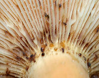 Weeping Milkcap - Lactifluus volemus Cap: Nearly plane with sunken center and inrolled margin; orange with some brownish coloration; margin was wrinkled<br />
Gills: White/cream; close; forked and short gills present; attached<br />
Stem: Orange with white base; equal; dry<br />
Latex: White and abundant<br />
Odor: Nasty<br />
Habitat: Growing on the ground under oak in a hardwood forest<br />
https://www.jungledragon.com/image/87692/weeping_milkcap_-_lactifluus_volemus.html<br />
https://www.jungledragon.com/image/87697/weeping_milkcap_-_lactifluus_volemus.html<br />
https://www.jungledragon.com/image/87695/weeping_milkcap_-_lactifluus_volemus.html Geotagged,Lactifluus volemus,Summer,United States,Weeping milk cap