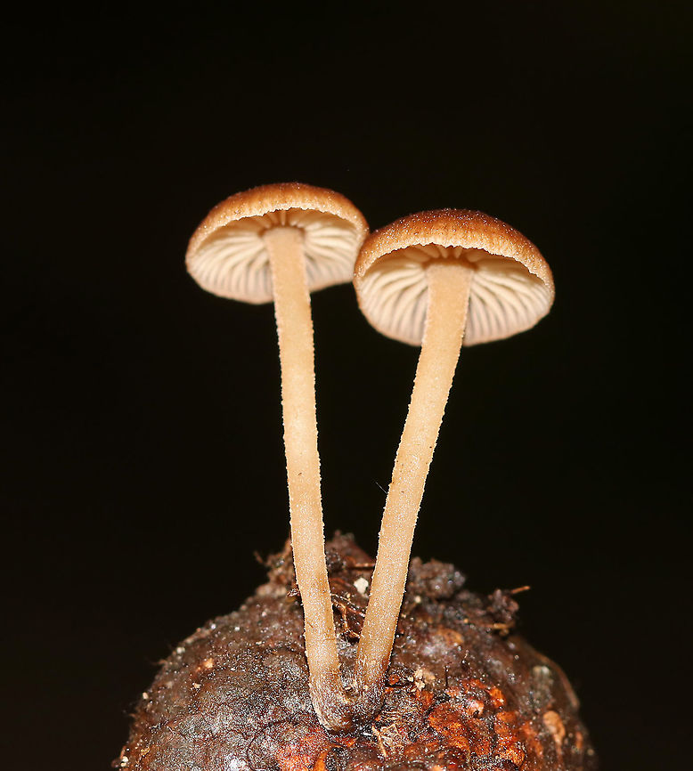 Mushrooms - Gymnopus sp. Caps: Orangish brown; dry; margins were lined and were more pale when compared to the rest of the cap; slightly indented center<br />
Gills:Cream; widely spaced<br />
Stems: creamy pale orange; dry; brown base<br />
Habitat: Deciduous forest; growing on an acorn (Quercus sp.) cap<br />
<figure class="photo"><a href="https://www.jungledragon.com/image/87815/mushrooms_-_gymnopus_sp.html" title="Mushrooms - Gymnopus sp."><img src="https://s3.amazonaws.com/media.jungledragon.com/images/3232/87815_thumb.jpg?AWSAccessKeyId=05GMT0V3GWVNE7GGM1R2&Expires=1759968010&Signature=ft4B6JIzZkwx750Z3glgTrI9YEI%3D" width="200" height="190" alt="Mushrooms - Gymnopus sp. Caps: Orangish brown; dry; margins were lined and were more pale when compared to the rest of the cap; slightly indented center<br />
Gills:Cream; widely spaced<br />
Stems: creamy pale orange; dry; brown base<br />
Habitat: Deciduous forest; growing on an acorn (Quercus sp.) cap<br />
https://www.jungledragon.com/image/87700/mushrooms_-_gymnopus_sp.html Geotagged,Gymnopus,Summer,United States,mushrooms" /></a></figure> Geotagged,Gymnopus,Summer,United States