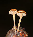 Mushrooms - Gymnopus sp. Caps: Orangish brown; dry; margins were lined and were more pale when compared to the rest of the cap; slightly indented center<br />
Gills:Cream; widely spaced<br />
Stems: creamy pale orange; dry; brown base<br />
Habitat: Deciduous forest; growing on an acorn (Quercus sp.) cap<br />
https://www.jungledragon.com/image/87815/mushrooms_-_gymnopus_sp.html Geotagged,Gymnopus,Summer,United States