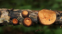 Peanut Butter Cup Fungi - Galiella rufa Cup fungus that resembles a peanut butter cup! The cup is closed at first, but then opens to form a shallow cup. The outer surface is blackish brown while the inner surface is tannish brown.<br />
<br />
Habitat: Growing in clusters on a rotting stick in a deciduous forest<br />
https://www.jungledragon.com/image/87733/peanut_butter_cup_fungi_-_galiella_rufa.html<br />
https://www.jungledragon.com/image/87734/peanut_butter_cup_fungi_-_galiella_rufa.html Galiella rufa,Geotagged,Peanut Butter Cup Fungus,Summer,United States,cup fungus,fungus