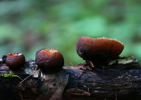 Peanut Butter Cup Fungi - Galiella rufa Cup fungus that resembles a peanut butter cup! The cup is closed at first, but then opens to form a shallow cup. The outer surface is blackish brown while the inner surface is tannish brown.

Habitat: Growing in clusters on a rotting stick in a deciduous forest
https://www.jungledragon.com/image/87732/peanut_butter_cup_fungi_-_galiella_rufa.html
https://www.jungledragon.com/image/87734/peanut_butter_cup_fungi_-_galiella_rufa.html Galiella rufa,Geotagged,Peanut Butter Cup Fungus,Summer,United States
