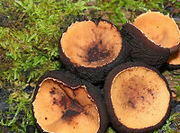 Peanut Butter Cup Fungi - Galiella rufa Cup fungus that resembles a peanut butter cup! The cup is closed at first, but then opens to form a shallow cup. The outer surface is blackish brown while the inner surface is tannish brown.<br />
<br />
Habitat: Growing in clusters on a rotting stick in a deciduous forest<br />
https://www.jungledragon.com/image/87733/peanut_butter_cup_fungi_-_galiella_rufa.html<br />
https://www.jungledragon.com/image/87732/peanut_butter_cup_fungi_-_galiella_rufa.html Galiella rufa,Geotagged,Peanut Butter Cup Fungus,Summer,United States