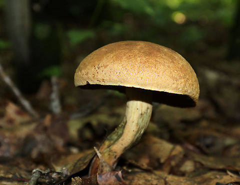 Dotted Stem Bolete - Neoboletus luridiformis Cap: Light brown/tan; dry; convex
Pores: Orange; bruised immediately upon handling
Flesh: Whitish; bruised blue when exposed to air
Stipe: Tan; rough; bruised with handling; base was white with a bit of reddish
Habitat: Growing on the ground under oak in a mostly deciduous forest
https://www.jungledragon.com/image/87743/dotted_stem_bolete_-_neoboletus_luridiformis.html
https://www.jungledragon.com/image/87742/dotted_stem_bolete_-_neoboletus_luridiformis.html Dotted Stem Bolete,Geotagged,Neoboletus,Neoboletus luridiformis,Summer,United States,bolete,fungus,mushroom