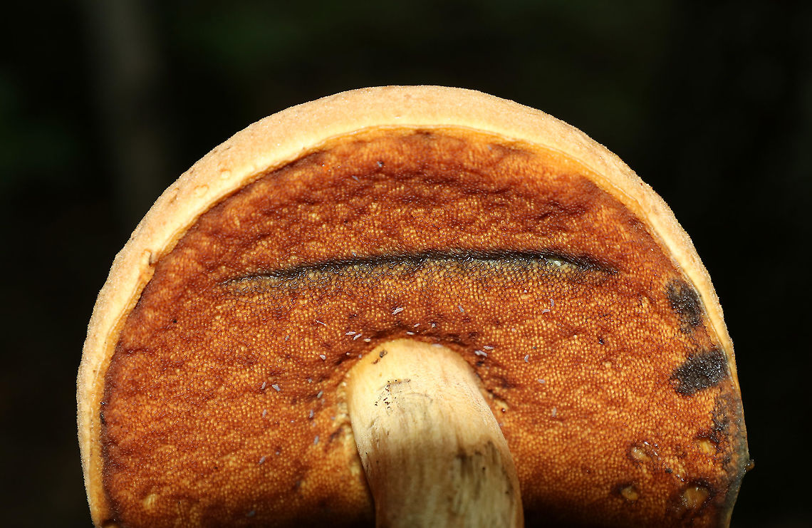 Dotted Stem Bolete - Neoboletus luridiformis Cap: Light brown/tan; dry; convex<br />
Pores: Orange; bruised immediately upon handling<br />
Flesh: Whitish; bruised blue when exposed to air<br />
Stipe: Tan; rough; bruised with handling; base was white with a bit of reddish<br />
Habitat: Growing on the ground under oak in a mostly deciduous forest<br />
<figure class="photo"><a href="https://www.jungledragon.com/image/87743/dotted_stem_bolete_-_neoboletus_luridiformis.html" title="Dotted Stem Bolete - Neoboletus luridiformis"><img src="https://s3.amazonaws.com/media.jungledragon.com/images/3232/87743_thumb.jpg?AWSAccessKeyId=05GMT0V3GWVNE7GGM1R2&Expires=1763596810&Signature=scgjDNcUMAwyruX6w1PN2%2F9uUUA%3D" width="200" height="168" alt="Dotted Stem Bolete - Neoboletus luridiformis Cap: Light brown/tan; dry; convex<br />
Pores: Orange; bruised immediately upon handling<br />
Flesh: Whitish; bruised blue when exposed to air<br />
Stipe: Tan; rough; bruised with handling; base was white with a bit of reddish<br />
Habitat: Growing on the ground under oak in a mostly deciduous forest<br />
https://www.jungledragon.com/image/87742/dotted_stem_bolete_-_neoboletus_luridiformis.html<br />
https://www.jungledragon.com/image/87741/dotted_stem_bolete_-_neoboletus_luridiformis.html Geotagged,Neoboletus luridiformis,Summer,United States" /></a></figure><br />
<figure class="photo"><a href="https://www.jungledragon.com/image/87741/dotted_stem_bolete_-_neoboletus_luridiformis.html" title="Dotted Stem Bolete - Neoboletus luridiformis"><img src="https://s3.amazonaws.com/media.jungledragon.com/images/3232/87741_thumb.jpg?AWSAccessKeyId=05GMT0V3GWVNE7GGM1R2&Expires=1763596810&Signature=mmJVlJHW7KflApTLUX6S4QiDSjs%3D" width="200" height="156" alt="Dotted Stem Bolete - Neoboletus luridiformis Cap: Light brown/tan; dry; convex<br />
Pores: Orange; bruised immediately upon handling<br />
Flesh: Whitish; bruised blue when exposed to air<br />
Stipe: Tan; rough; bruised with handling; base was white with a bit of reddish<br />
Habitat: Growing on the ground under oak in a mostly deciduous forest<br />
https://www.jungledragon.com/image/87743/dotted_stem_bolete_-_neoboletus_luridiformis.html<br />
https://www.jungledragon.com/image/87742/dotted_stem_bolete_-_neoboletus_luridiformis.html Dotted Stem Bolete,Geotagged,Neoboletus,Neoboletus luridiformis,Summer,United States,bolete,fungus,mushroom" /></a></figure> Dotted Stem Bolete,Geotagged,Neoboletus luridiformis,Summer,United States,bolete