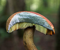 Dotted Stem Bolete - Neoboletus luridiformis Cap: Light brown/tan; dry; convex<br />
Pores: Orange; bruised immediately upon handling<br />
Flesh: Whitish; bruised blue when exposed to air<br />
Stipe: Tan; rough; bruised with handling; base was white with a bit of reddish<br />
Habitat: Growing on the ground under oak in a mostly deciduous forest<br />
https://www.jungledragon.com/image/87742/dotted_stem_bolete_-_neoboletus_luridiformis.html<br />
https://www.jungledragon.com/image/87741/dotted_stem_bolete_-_neoboletus_luridiformis.html Geotagged,Neoboletus luridiformis,Summer,United States