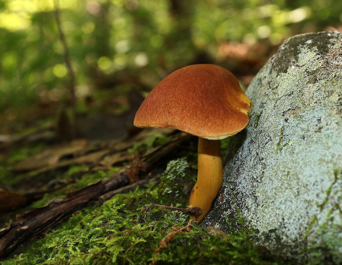 Aureoboletus roxanae Cap: Convex; dry; reddish brown<br />
Pores: Yellow; spongy; non-bruising<br />
Stem: Brownish orange; smooth<br />
Habitat: Growing against a rock in a mixed forest with mostly oak; also, lots of birch and eastern hemlock<br />
<figure class="photo"><a href="https://www.jungledragon.com/image/87745/aureoboletus_roxanae.html" title="Aureoboletus roxanae"><img src="https://s3.amazonaws.com/media.jungledragon.com/images/3232/87745_thumb.jpg?AWSAccessKeyId=05GMT0V3GWVNE7GGM1R2&Expires=1759968010&Signature=IuCZE7apDCawhkjPt7uoVShYRvk%3D" width="146" height="152" alt="Aureoboletus roxanae Cap: Convex; dry; reddish brown<br />
Pores: Yellow; spongy; non-bruising<br />
Stem: Brownish orange; smooth<br />
Habitat: Growing against a rock in a mixed forest with mostly oak; also, lots of birch and eastern hemlock<br />
https://www.jungledragon.com/image/87744/aureoboletus_roxanae.html<br />
https://www.jungledragon.com/image/87821/aureoboletus_roxanae.html<br />
https://www.jungledragon.com/image/87820/aureoboletus_roxanae.html Aureoboletus roxanae,Geotagged,Summer,United States,bolete,mushroom" /></a></figure><br />
<figure class="photo"><a href="https://www.jungledragon.com/image/87820/aureoboletus_roxanae.html" title="Aureoboletus roxanae"><img src="https://s3.amazonaws.com/media.jungledragon.com/images/3232/87820_thumb.jpg?AWSAccessKeyId=05GMT0V3GWVNE7GGM1R2&Expires=1759968010&Signature=h25741i%2FN8OCIcj6kpOwCfT%2BLEQ%3D" width="128" height="152" alt="Aureoboletus roxanae Cap: Convex; dry; reddish brown<br />
Pores: Yellow; spongy; non-bruising<br />
Stem: Brownish orange; smooth<br />
Habitat: Growing against a rock in a mixed forest with mostly oak; also, lots of birch and eastern hemlock<br />
https://www.jungledragon.com/image/87745/mushroom_-_aureoboletus_sp.html<br />
https://www.jungledragon.com/image/87744/aureoboletus_roxanae.html<br />
https://www.jungledragon.com/image/87821/aureoboletus_roxanae.html Aureoboletus roxanae,Geotagged,Summer,United States" /></a></figure><br />
<figure class="photo"><a href="https://www.jungledragon.com/image/87821/aureoboletus_roxanae.html" title="Aureoboletus roxanae"><img src="https://s3.amazonaws.com/media.jungledragon.com/images/3232/87821_thumb.jpg?AWSAccessKeyId=05GMT0V3GWVNE7GGM1R2&Expires=1759968010&Signature=mg353ZNv3yi00IP%2FhXBzGNDkTCQ%3D" width="200" height="160" alt="Aureoboletus roxanae Cap: Convex; dry; reddish brown<br />
Pores: Yellow; spongy; non-bruising<br />
Stem: Brownish orange; smooth<br />
Habitat: Growing against a rock in a mixed forest with mostly oak; also, lots of birch and eastern hemlock<br />
https://www.jungledragon.com/image/87820/aureoboletus_roxanae.html<br />
https://www.jungledragon.com/image/87744/aureoboletus_roxanae.html<br />
https://www.jungledragon.com/image/87745/mushroom_-_aureoboletus_sp.html Aureoboletus roxanae,Geotagged,Summer,United States" /></a></figure> Aureoboletus roxanae,Geotagged,Summer,United States,bolete,fungus,mushroom