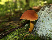 Aureoboletus roxanae Cap: Convex; dry; reddish brown<br />
Pores: Yellow; spongy; non-bruising<br />
Stem: Brownish orange; smooth<br />
Habitat: Growing against a rock in a mixed forest with mostly oak; also, lots of birch and eastern hemlock<br />
https://www.jungledragon.com/image/87745/mushroom_-_aureoboletus_sp.html<br />
https://www.jungledragon.com/image/87820/aureoboletus_roxanae.html<br />
https://www.jungledragon.com/image/87821/aureoboletus_roxanae.html Aureoboletus roxanae,Geotagged,Summer,United States,bolete,fungus,mushroom