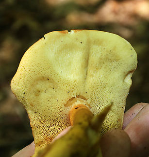 Aureoboletus roxanae Cap: Convex; dry; reddish brown
Pores: Yellow; spongy; non-bruising
Stem: Brownish orange; smooth
Habitat: Growing against a rock in a mixed forest with mostly oak; also, lots of birch and eastern hemlock
https://www.jungledragon.com/image/87744/aureoboletus_roxanae.html
https://www.jungledragon.com/image/87821/aureoboletus_roxanae.html
https://www.jungledragon.com/image/87820/aureoboletus_roxanae.html Aureoboletus roxanae,Geotagged,Summer,United States,bolete,mushroom