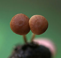 Mushrooms - Gymnopus sp. Caps: Orangish brown; dry; margins were lined and were more pale when compared to the rest of the cap; slightly indented center<br />
Gills:Cream; widely spaced<br />
Stems: creamy pale orange; dry; brown base<br />
Habitat: Deciduous forest; growing on an acorn (Quercus sp.) cap<br />
https://www.jungledragon.com/image/87700/mushrooms_-_gymnopus_sp.html Geotagged,Gymnopus,Summer,United States,mushrooms