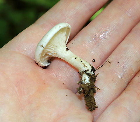 Mushroom - Hygrophorus sp. Total length: ~30-35 mm
Cap: White; flat; slimy; inrolled margin
Gills: White; attached and slightly decurrent; jagged; close
Stipe: White; curved at base
Habitat: Mixed forest with mostly oak; growing on the ground
https://www.jungledragon.com/image/87819/mushroom_-_hygrophorus_sp.html
https://www.jungledragon.com/image/87818/mushroom_-_hygrophorus_sp.html Geotagged,Summer,United States,fungus,hygrophorus,mushroom