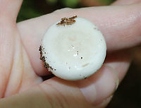 Mushroom - Hygrophorus sp. Total length: ~30-35 mm<br />
Cap: White; flat; slimy; inrolled margin<br />
Gills: White; attached and slightly decurrent; jagged; close<br />
Stipe: White; curved at base<br />
Habitat: Mixed forest with mostly oak; growing on the ground<br />
https://www.jungledragon.com/image/87817/mushroom_-_hygrophorus_sp.html<br />
https://www.jungledragon.com/image/87819/mushroom_-_hygrophorus_sp.html Geotagged,Summer,United States,fungus,hygrophorus,mushroom,white mushroom