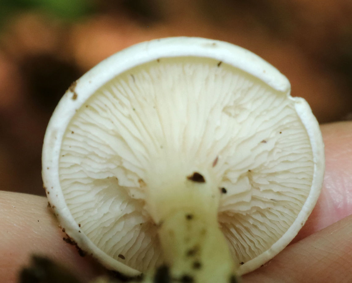 Mushroom - Hygrophorus sp. Total length: ~30-35 mm<br />
Cap: White; flat; slimy; inrolled margin<br />
Gills: White; attached and slightly decurrent; jagged; close<br />
Stipe: White; curved at base<br />
Habitat: Mixed forest with mostly oak; growing on the ground<br />
<figure class="photo"><a href="https://www.jungledragon.com/image/87817/mushroom_-_hygrophorus_sp.html" title="Mushroom - Hygrophorus sp."><img src="https://s3.amazonaws.com/media.jungledragon.com/images/3232/87817_thumb.jpg?AWSAccessKeyId=05GMT0V3GWVNE7GGM1R2&Expires=1759968010&Signature=nIq5h0h1mAMmCAxrPnFpLy2naSU%3D" width="200" height="176" alt="Mushroom - Hygrophorus sp. Total length: ~30-35 mm<br />
Cap: White; flat; slimy; inrolled margin<br />
Gills: White; attached and slightly decurrent; jagged; close<br />
Stipe: White; curved at base<br />
Habitat: Mixed forest with mostly oak; growing on the ground<br />
https://www.jungledragon.com/image/87819/mushroom_-_hygrophorus_sp.html<br />
https://www.jungledragon.com/image/87818/mushroom_-_hygrophorus_sp.html Geotagged,Summer,United States,fungus,hygrophorus,mushroom" /></a></figure><br />
<figure class="photo"><a href="https://www.jungledragon.com/image/87818/mushroom_-_hygrophorus_sp.html" title="Mushroom - Hygrophorus sp."><img src="https://s3.amazonaws.com/media.jungledragon.com/images/3232/87818_thumb.jpg?AWSAccessKeyId=05GMT0V3GWVNE7GGM1R2&Expires=1759968010&Signature=PtgcCNvNv8Gmzjm8hmI9zlBAHuo%3D" width="200" height="154" alt="Mushroom - Hygrophorus sp. Total length: ~30-35 mm<br />
Cap: White; flat; slimy; inrolled margin<br />
Gills: White; attached and slightly decurrent; jagged; close<br />
Stipe: White; curved at base<br />
Habitat: Mixed forest with mostly oak; growing on the ground<br />
https://www.jungledragon.com/image/87817/mushroom_-_hygrophorus_sp.html<br />
https://www.jungledragon.com/image/87819/mushroom_-_hygrophorus_sp.html Geotagged,Summer,United States,fungus,hygrophorus,mushroom,white mushroom" /></a></figure> Geotagged,Summer,United States,hygrophorus